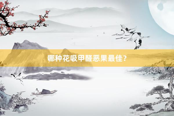 哪种花吸甲醛恶果最佳？
